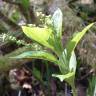 Fotografia 9 da espécie Mercurialis perennis do Jardim Botânico UTAD