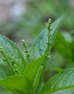 Fotografia 10 da espécie Mercurialis perennis no Jardim Botânico UTAD