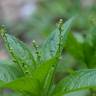 Fotografia 10 da espécie Mercurialis perennis do Jardim Botânico UTAD