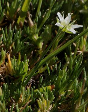 Fotografia 3 da espécie Minuartia recurva no Jardim Botânico UTAD