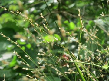 Fotografia da espécie Melica uniflora