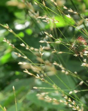 Fotografia 3 da espécie Melica uniflora no Jardim Botânico UTAD