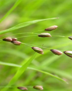 Fotografia 4 da espécie Melica uniflora no Jardim Botânico UTAD