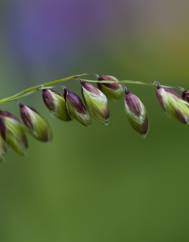 Melica uniflora