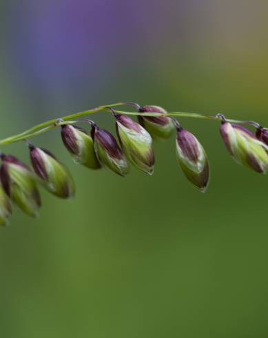 Fotografia de capa Melica uniflora - do Jardim Botânico