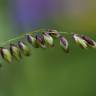 Fotografia 1 da espécie Melica uniflora do Jardim Botânico UTAD