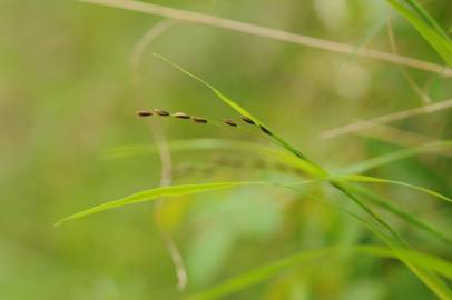 Fotografia da espécie Melica uniflora