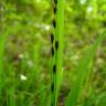 Fotografia 7 da espécie Melica uniflora do Jardim Botânico UTAD