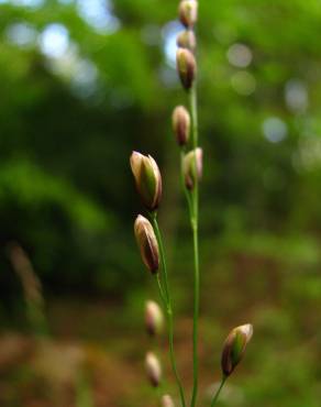 Fotografia 8 da espécie Melica uniflora no Jardim Botânico UTAD