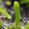 Fotografia 8 da espécie Lycopodiella inundata do Jardim Botânico UTAD