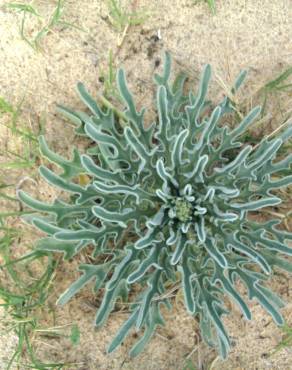 Fotografia 3 da espécie Matthiola sinuata no Jardim Botânico UTAD