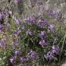 Fotografia 4 da espécie Matthiola sinuata do Jardim Botânico UTAD