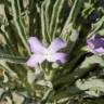 Fotografia 5 da espécie Matthiola sinuata do Jardim Botânico UTAD