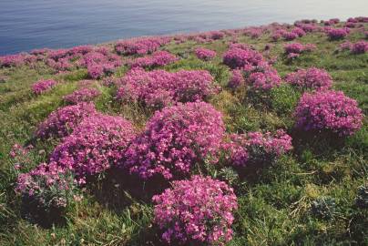 Fotografia da espécie Matthiola sinuata