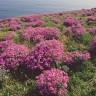 Fotografia 8 da espécie Matthiola sinuata do Jardim Botânico UTAD