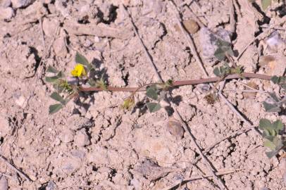 Fotografia da espécie Medicago littoralis