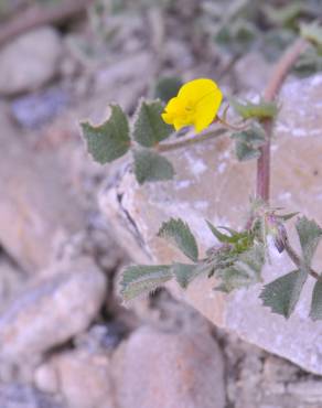 Fotografia 3 da espécie Medicago littoralis no Jardim Botânico UTAD