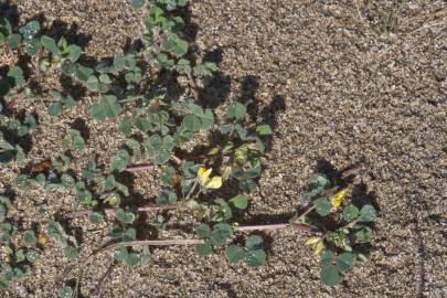 Fotografia da espécie Medicago littoralis