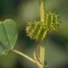 Fotografia 5 da espécie Medicago littoralis do Jardim Botânico UTAD