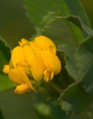 Medicago littoralis