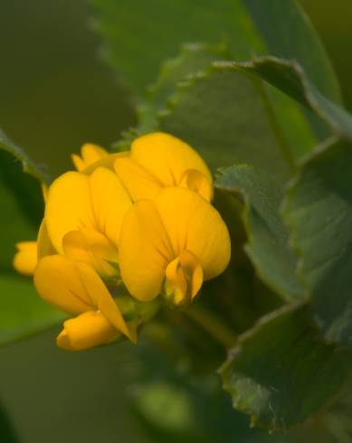 Fotografia de capa Medicago littoralis - do Jardim Botânico