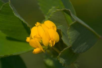 Fotografia da espécie Medicago littoralis