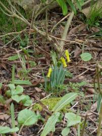 Fotografia da espécie Narcissus cyclamineus