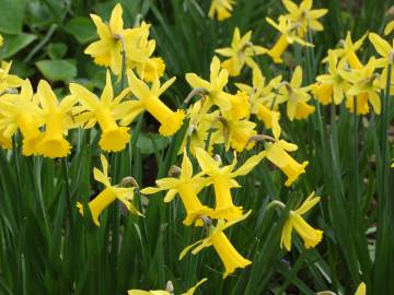 Fotografia da espécie Narcissus cyclamineus