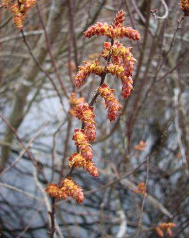 Fotografia de capa Myrica gale - do Jardim Botânico