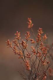 Fotografia da espécie Myrica gale