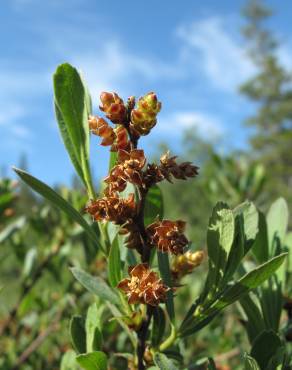 Fotografia 5 da espécie Myrica gale no Jardim Botânico UTAD