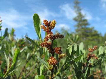 Fotografia da espécie Myrica gale