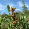 Fotografia 5 da espécie Myrica gale do Jardim Botânico UTAD