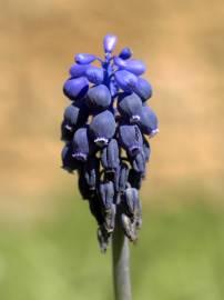 Fotografia da espécie Muscari neglectum