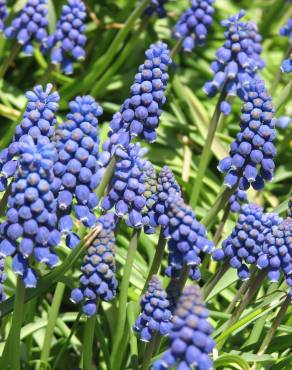 Fotografia 3 da espécie Muscari neglectum no Jardim Botânico UTAD