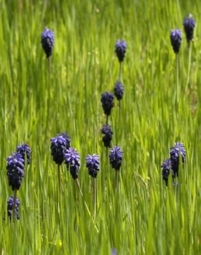 Fotografia 4 da espécie Muscari neglectum no Jardim Botânico UTAD