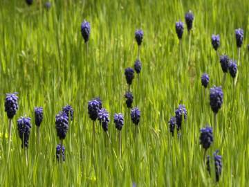 Fotografia da espécie Muscari neglectum