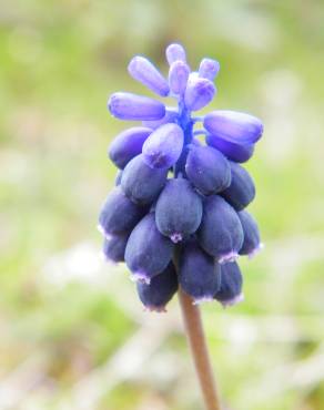 Fotografia 5 da espécie Muscari neglectum no Jardim Botânico UTAD