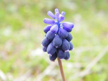 Fotografia da espécie Muscari neglectum