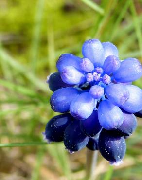 Fotografia 6 da espécie Muscari neglectum no Jardim Botânico UTAD