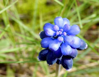 Fotografia da espécie Muscari neglectum