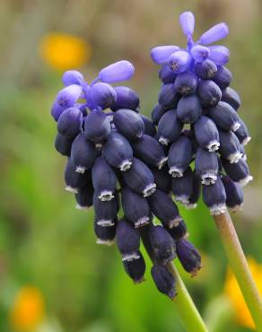 Fotografia 7 da espécie Muscari neglectum no Jardim Botânico UTAD