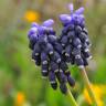 Fotografia 7 da espécie Muscari neglectum do Jardim Botânico UTAD