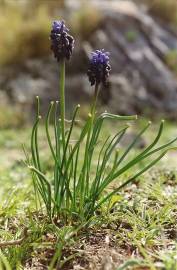 Fotografia da espécie Muscari neglectum