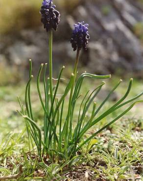 Fotografia 8 da espécie Muscari neglectum no Jardim Botânico UTAD