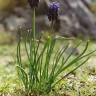 Fotografia 8 da espécie Muscari neglectum do Jardim Botânico UTAD