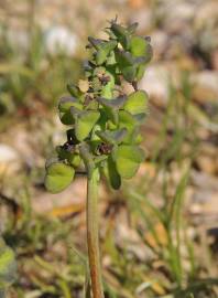 Fotografia da espécie Muscari neglectum