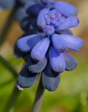 Fotografia 10 da espécie Muscari neglectum no Jardim Botânico UTAD