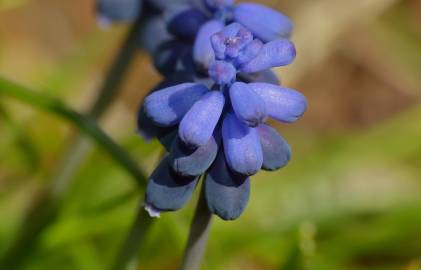 Fotografia da espécie Muscari neglectum