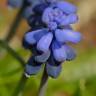 Fotografia 10 da espécie Muscari neglectum do Jardim Botânico UTAD